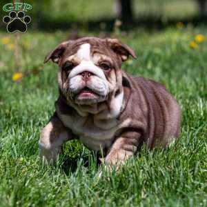 Marina Mocha, English Bulldog Puppy